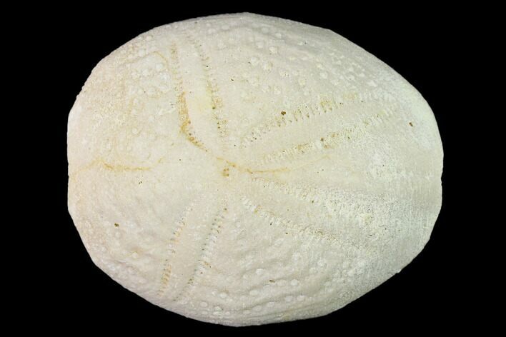 Fossil Sea Urchin (Eupatagus) - Florida #136076